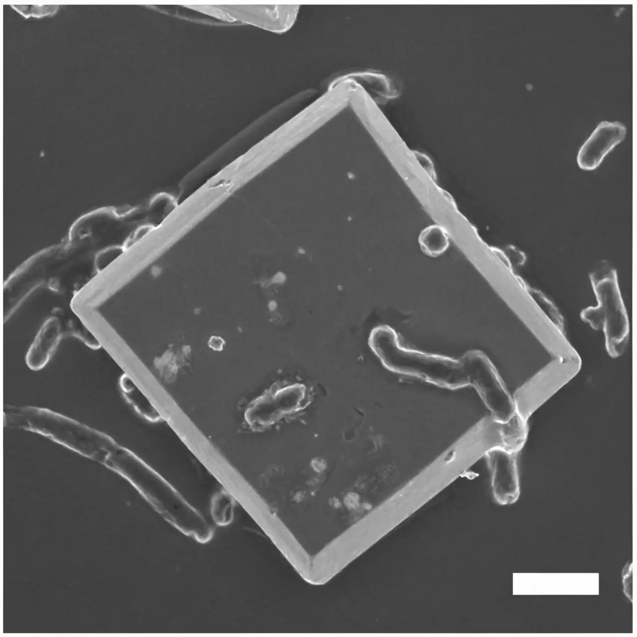 The Potential of Bacteria-Semiconductor Biohybrids in Sustainable Energy Generation