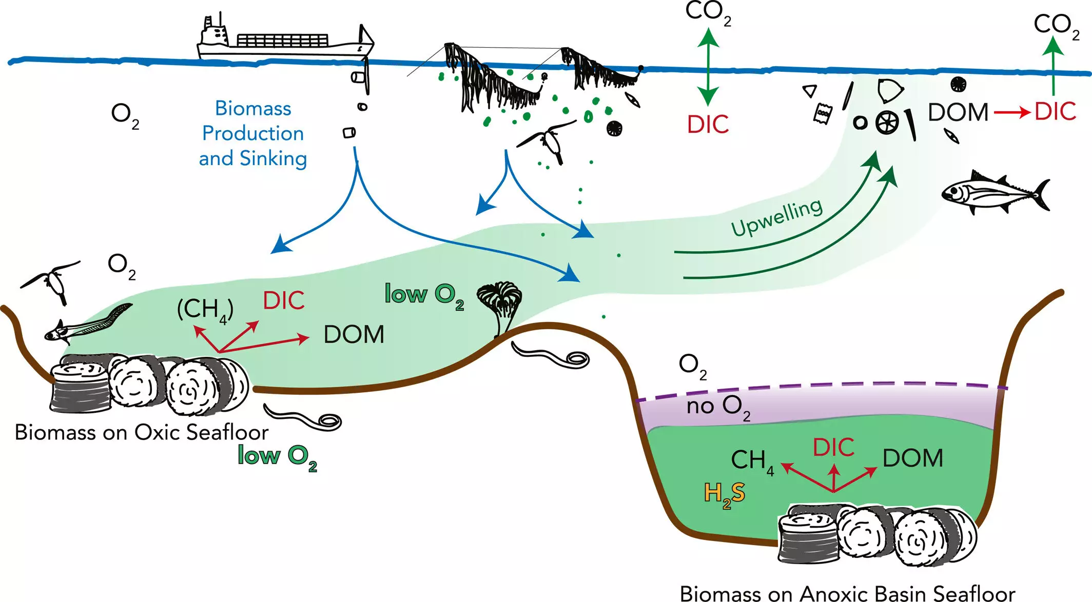 The Potential of Anoxic Marine Basins for Carbon Sequestration