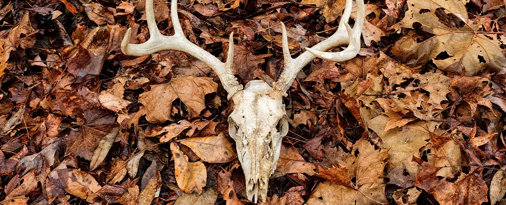 The Silent Threat of Chronic Wasting Disease: A Looming Concern for Wildlife and Human Health