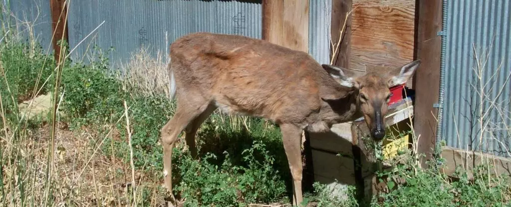The Potential Danger of “Zombie Deer” Disease to Humans