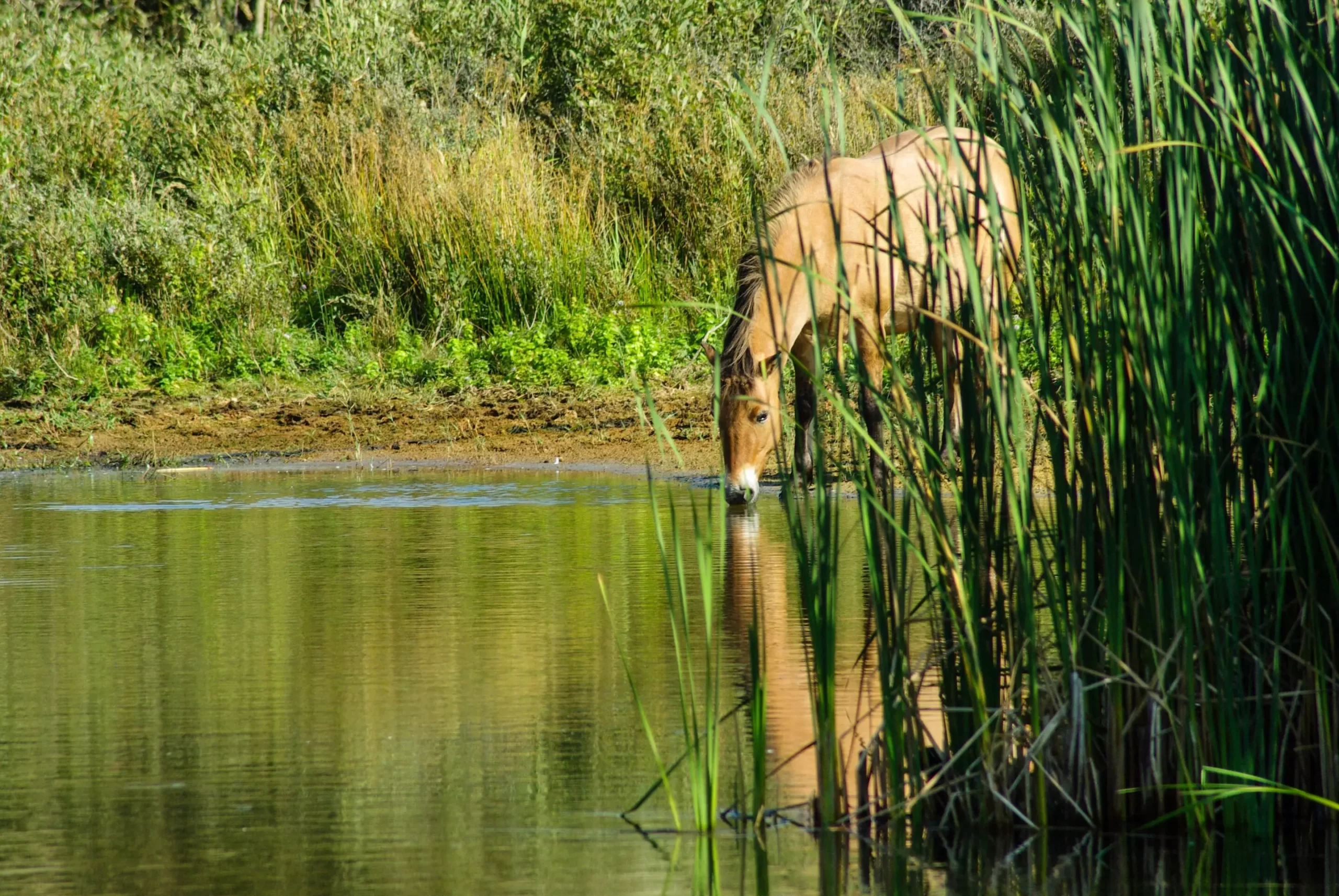 The Rising Tide of Trifluoroacetate Contamination: Groundwater Under Threat