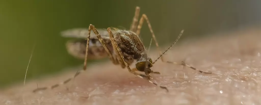 Revolutionizing Malaria Prevention: The Promise of Genetically Modified Mosquitoes