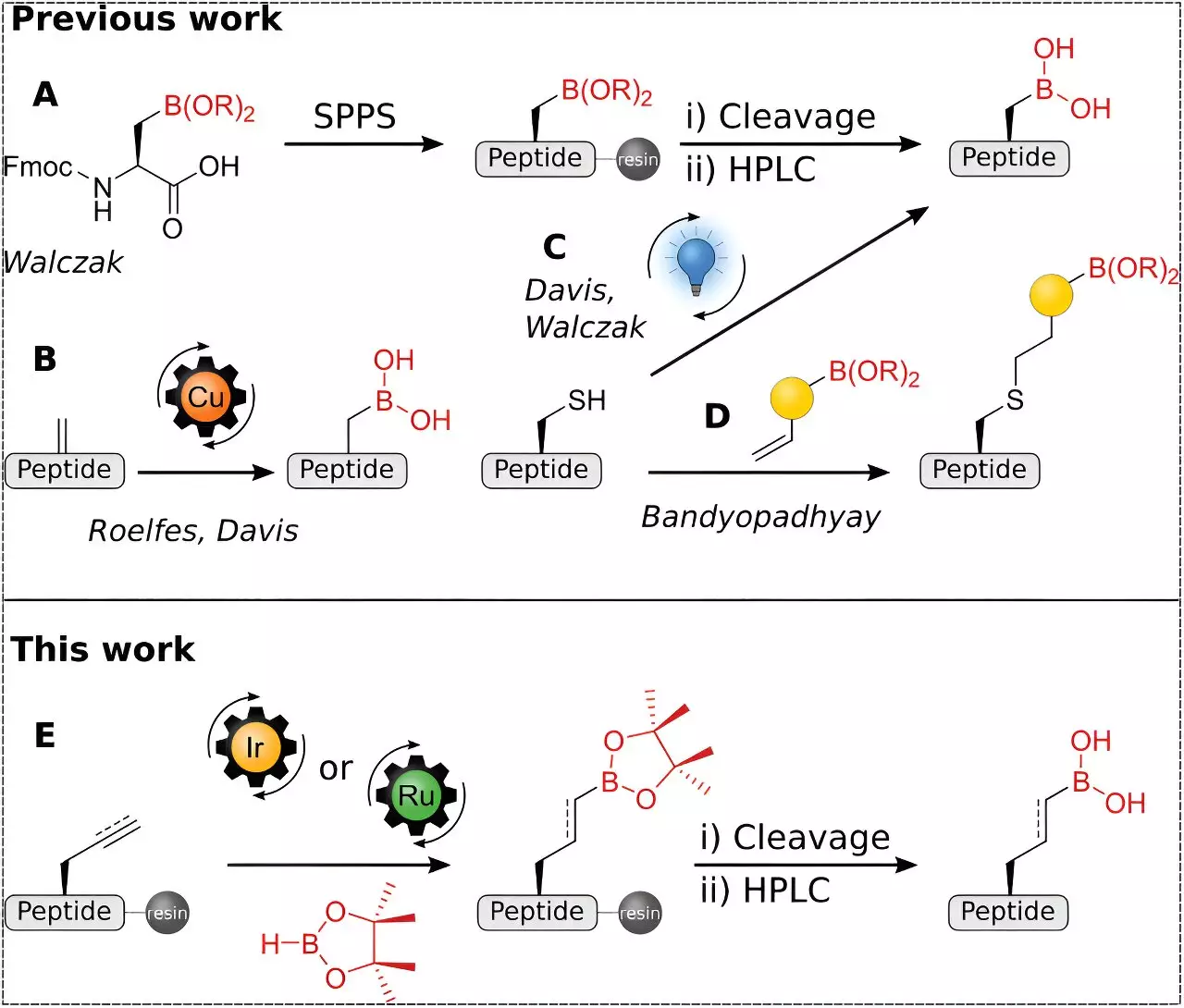 Innovative Advances in Synthetic Immunology: The Potential of Peptide Boronic Acids