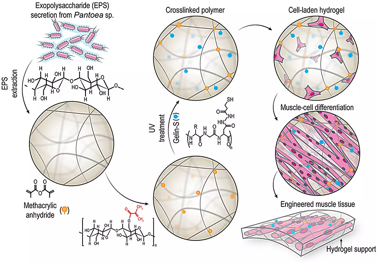 Revolutionizing Tissue Regeneration: The Promise of Bacterial Biopolymers