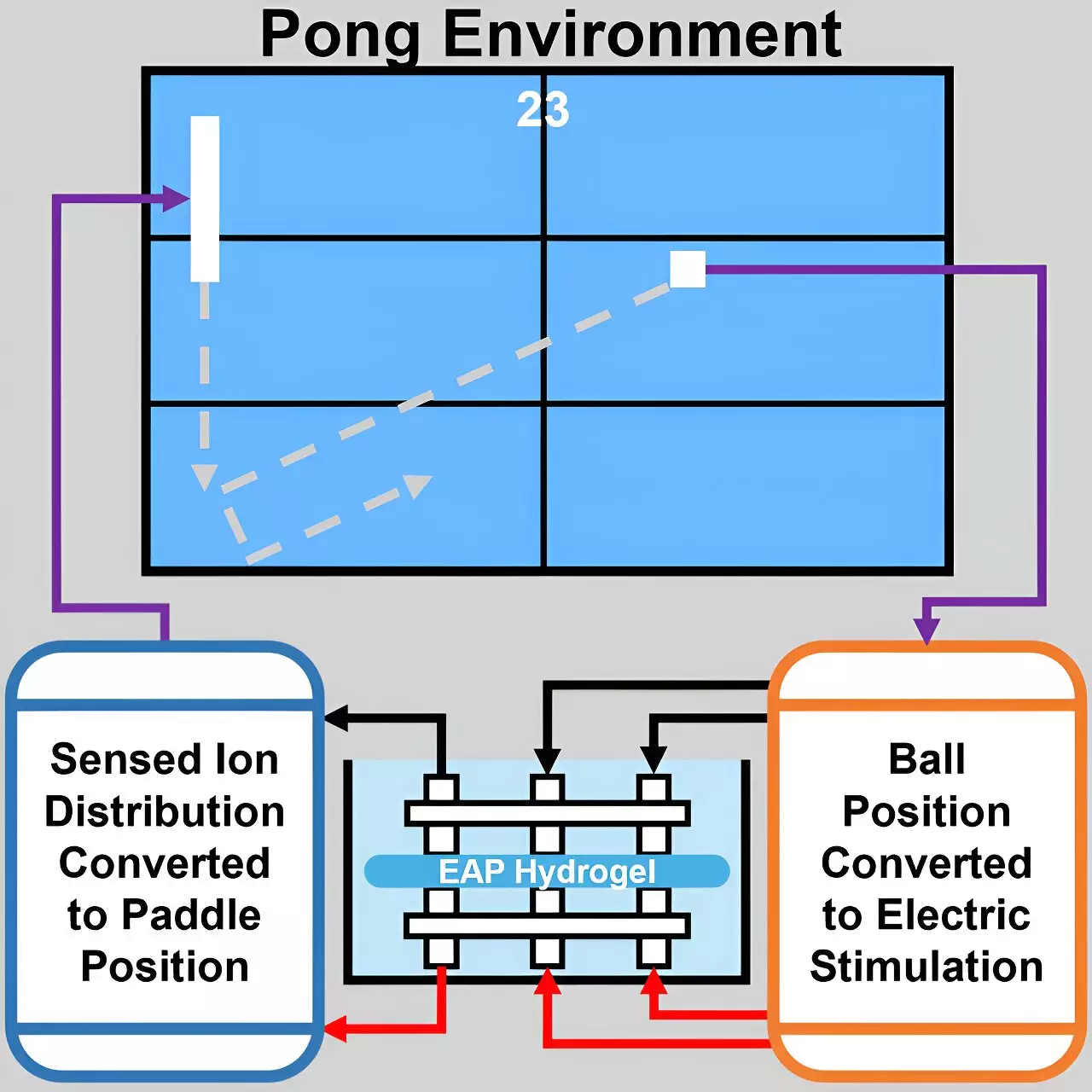 The Emergence of Learning Hydrogel: A New Paradigm in Material Intelligence