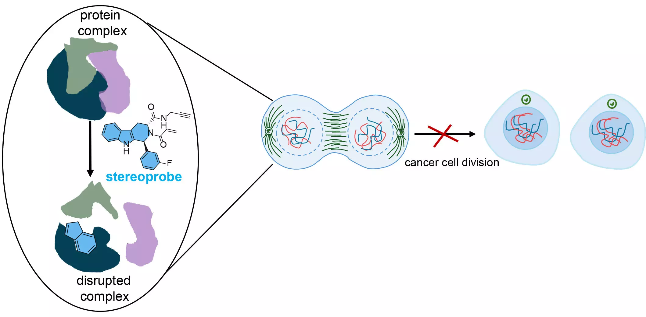 Enhancing Cancer Treatment: A Revolutionary Approach to Protein Profiling