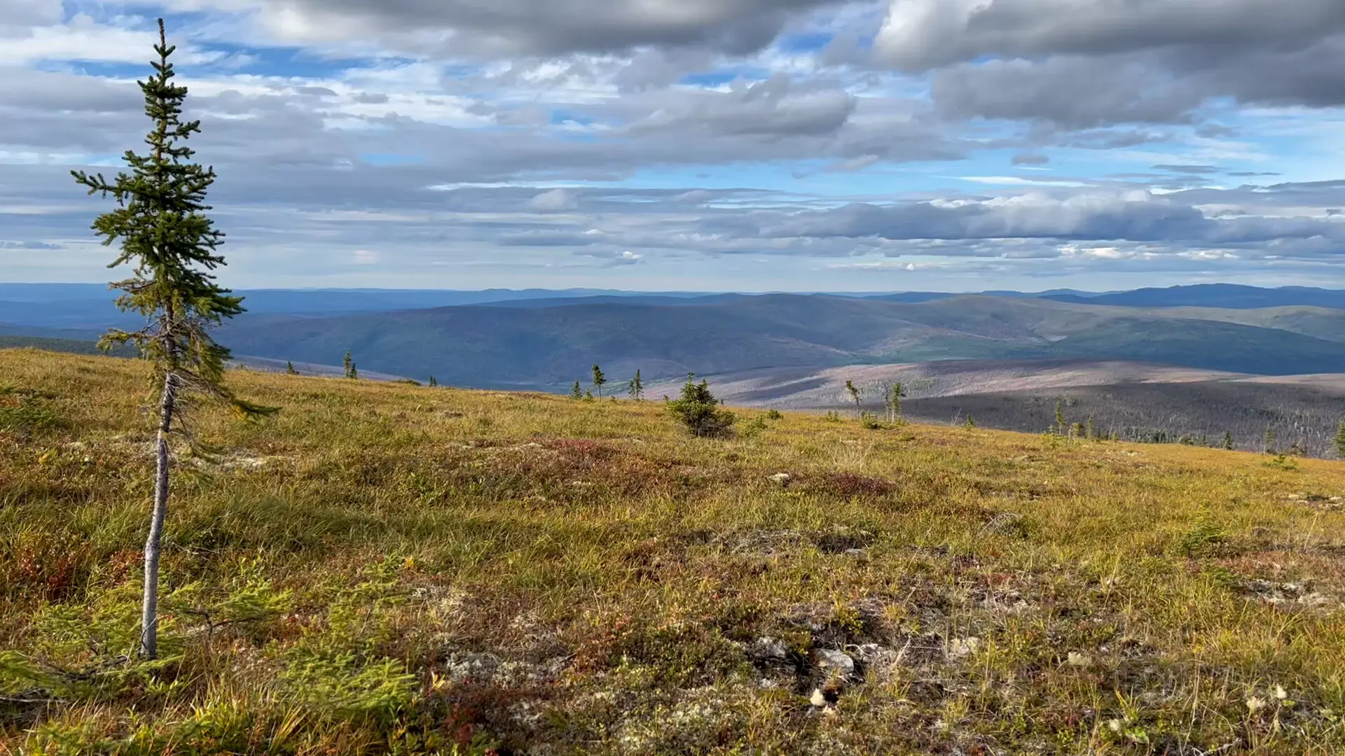 Transformations in Northern Forests: An In-Depth Perspective on Climate Change