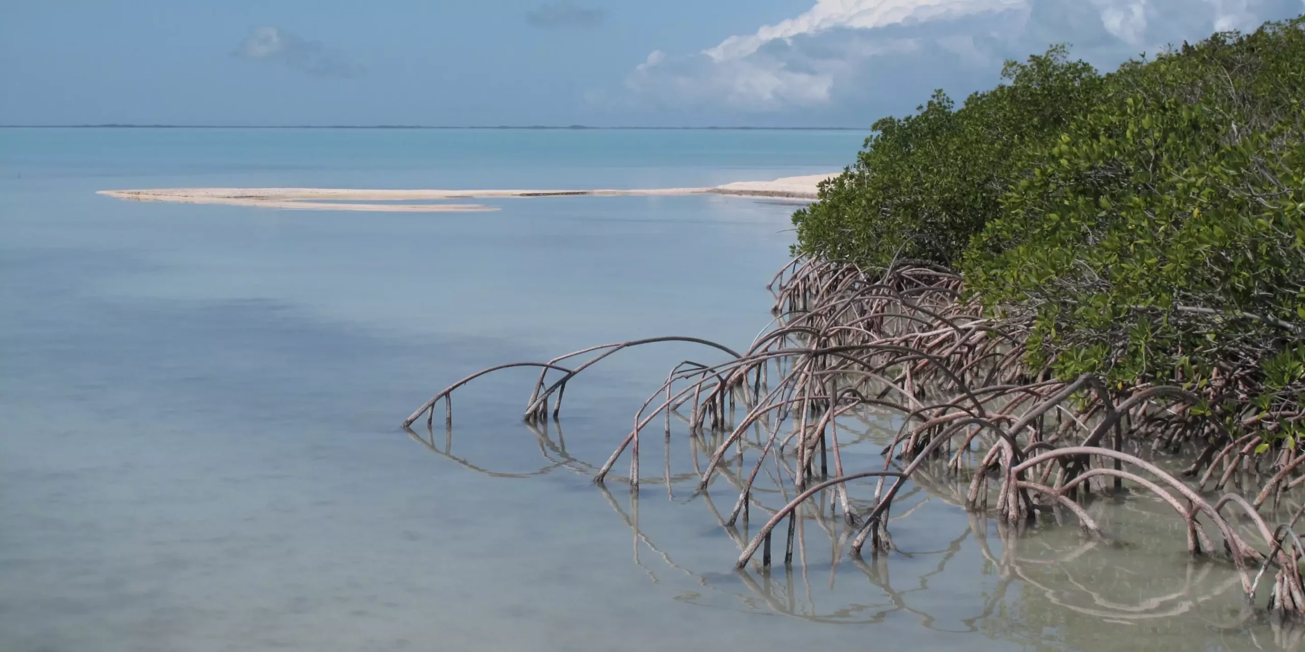 Impacts of Rising Sea Surface Temperatures in South Florida’s Estuaries