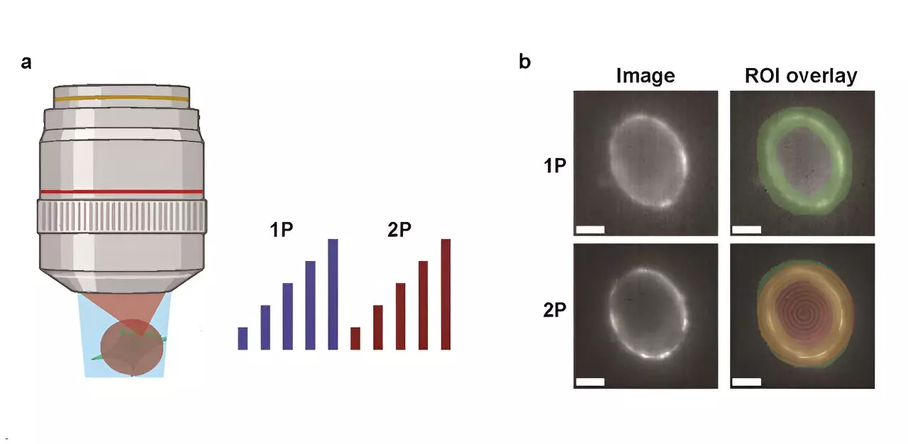 Advancements in Neural Imaging: A Comparative Analysis of One-Photon and Two-Photon Voltage Indicators