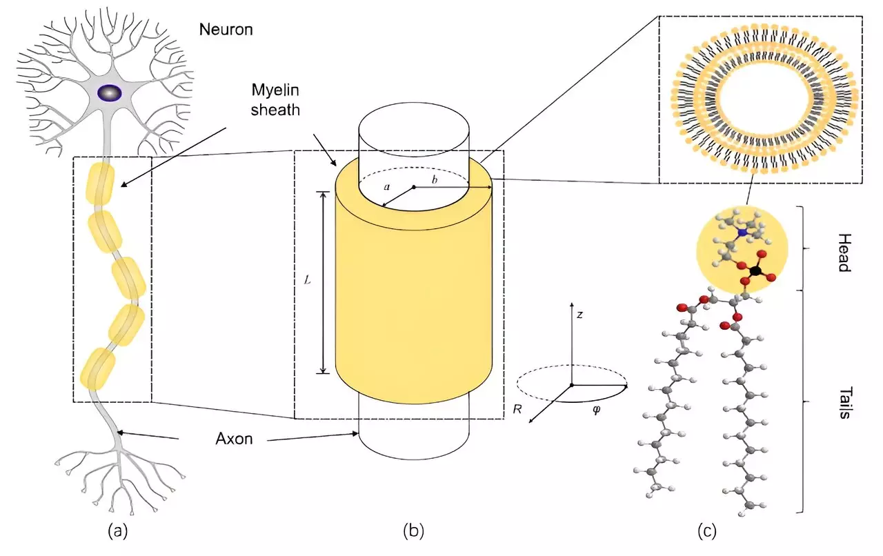 The Quantum Enigma: Exploring Consciousness through Quantum Entanglement in Neural Communication