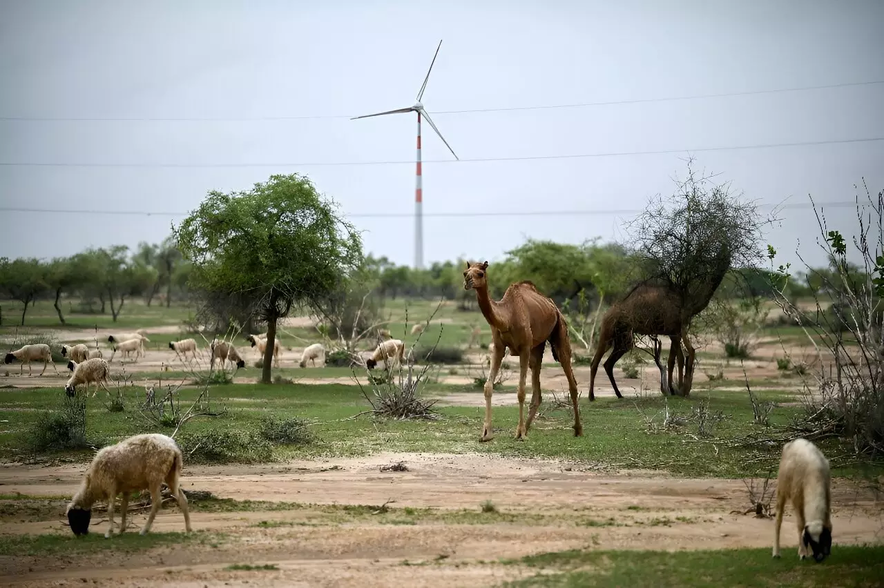 The Double-Edged Sword of Renewable Energy in India’s Thar Desert