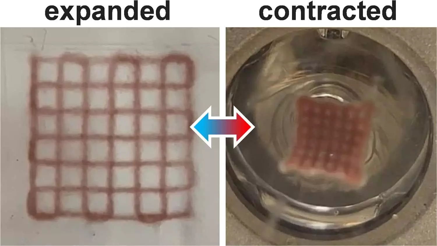 Revolutionary Actuators: The Future of 3D Printed Photoresponsive Hydrogels