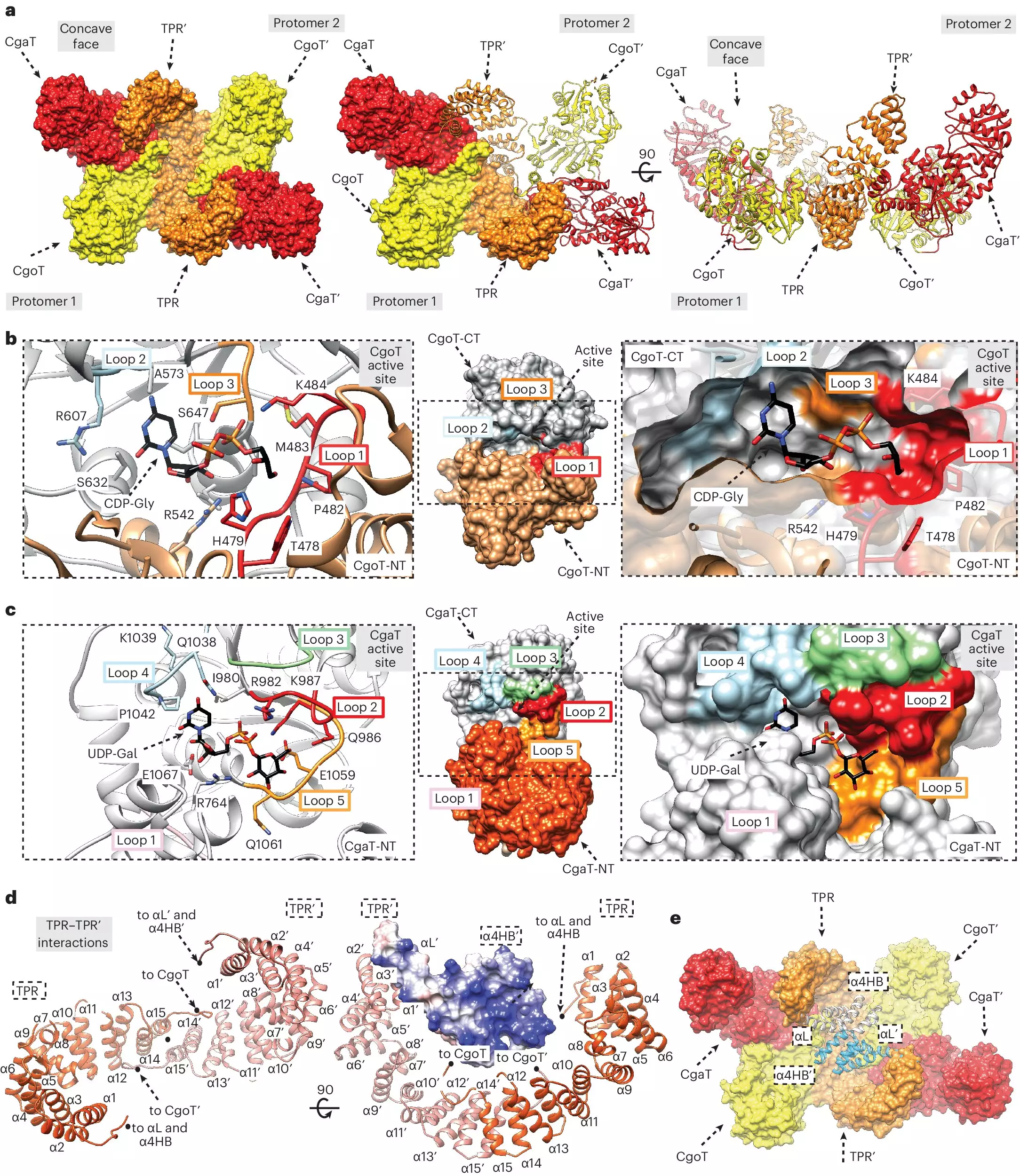 Unraveling Bacterial Defense Mechanisms: Insights Into Capsular Structure and Function