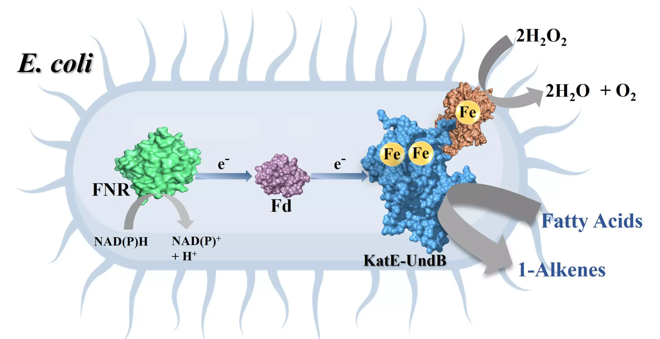 Revolutionizing Biofuel Production: A Breakthrough in Enzymatic Technology