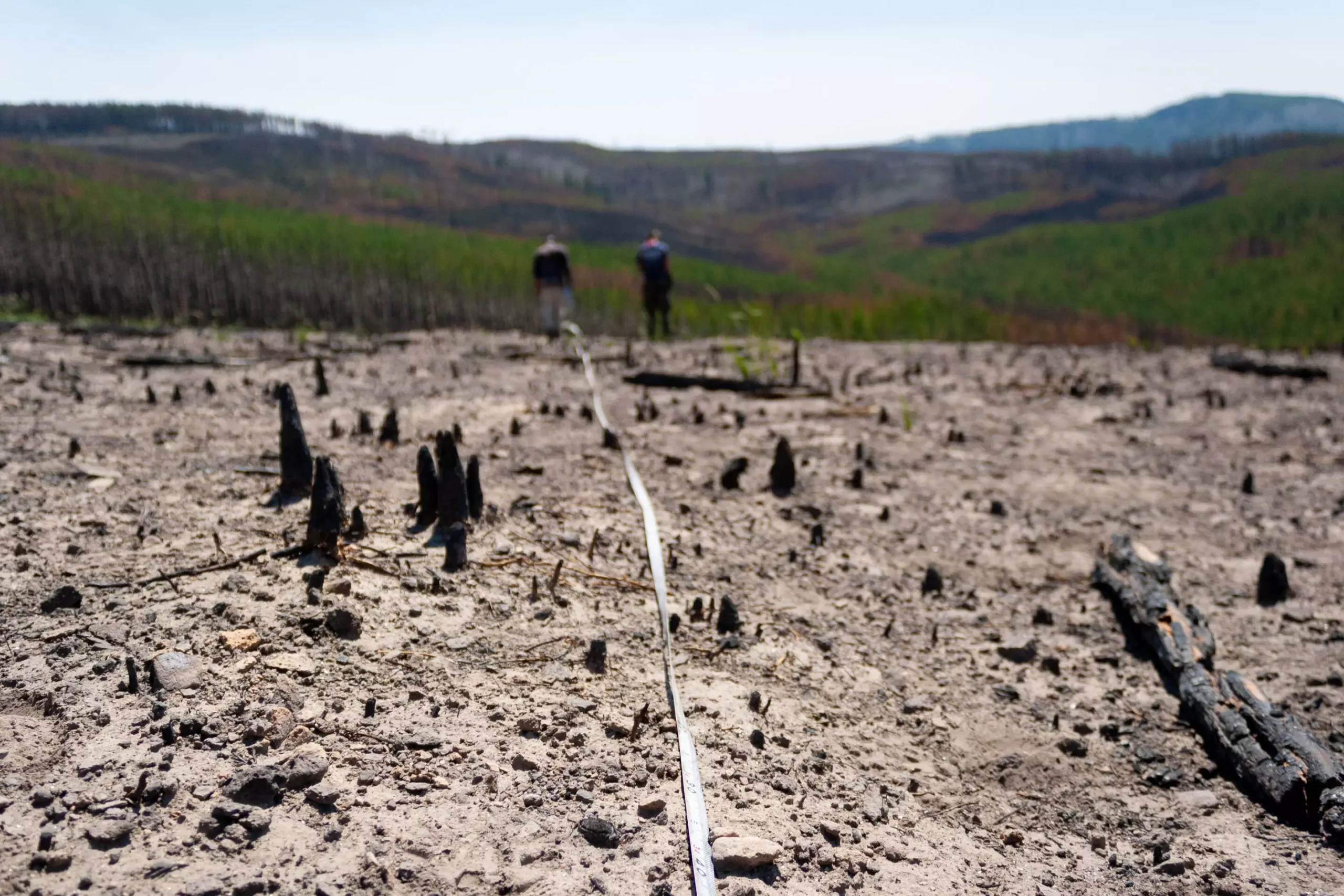 Empowering Forests: Facing the Reality of Carbon Storage Challenges in the Western U.S.