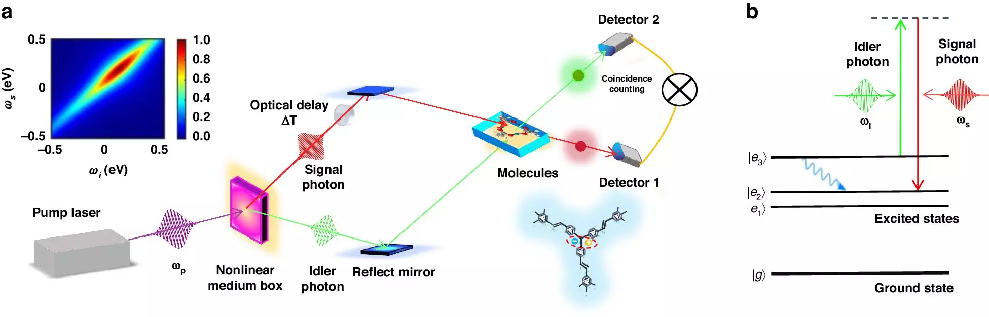 Revolutionizing Molecular Insight: Quantum-Enhanced Spectroscopy