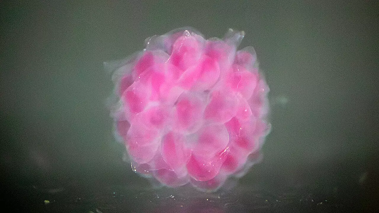 Revolutionizing Healthcare: The Future of Organs via 3D Bioprinting