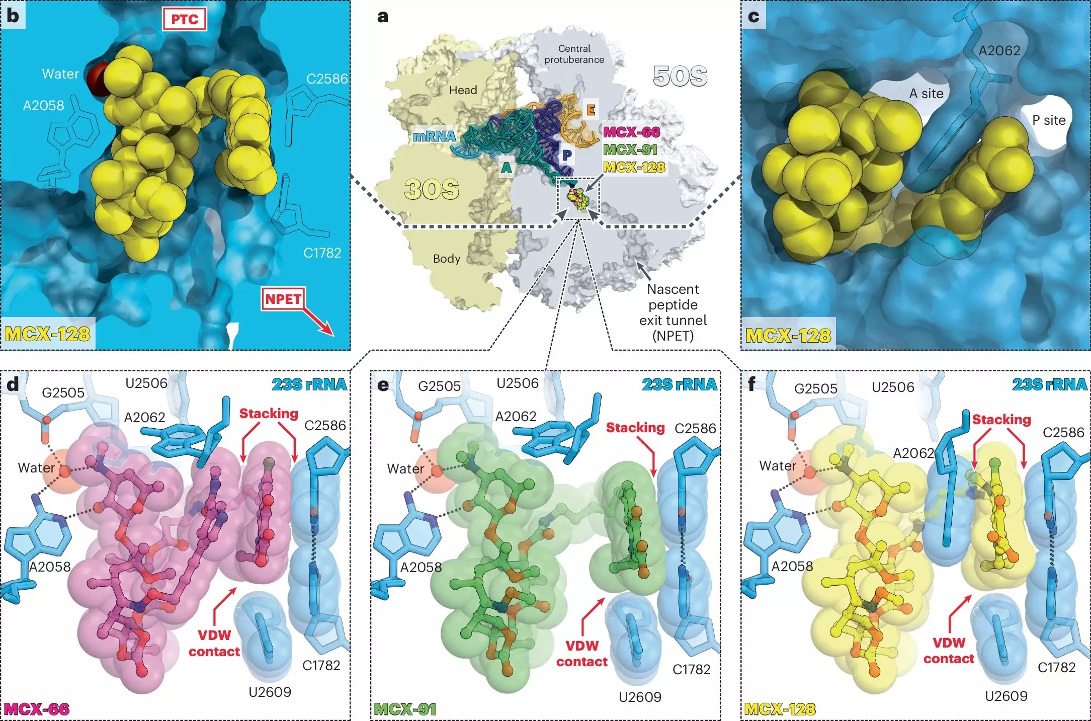 Revolutionizing Antibiotics: The Power of Dual-Action Macrolones