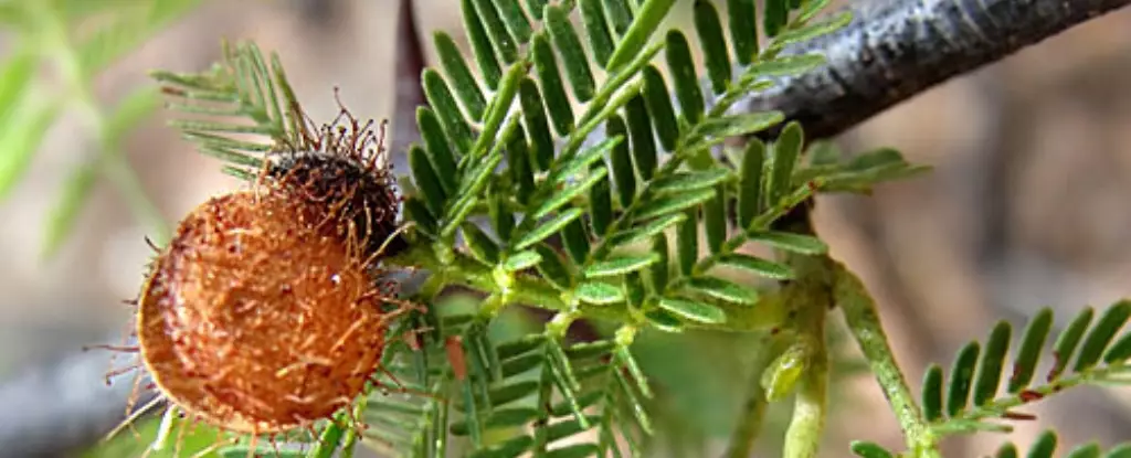 Revitalizing Hope: The Healing Power of Jurema Preta in Modern Medicine