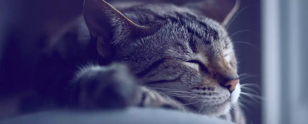 Unlocking the Secrets of Memory: The Transformative Power of Sleep
