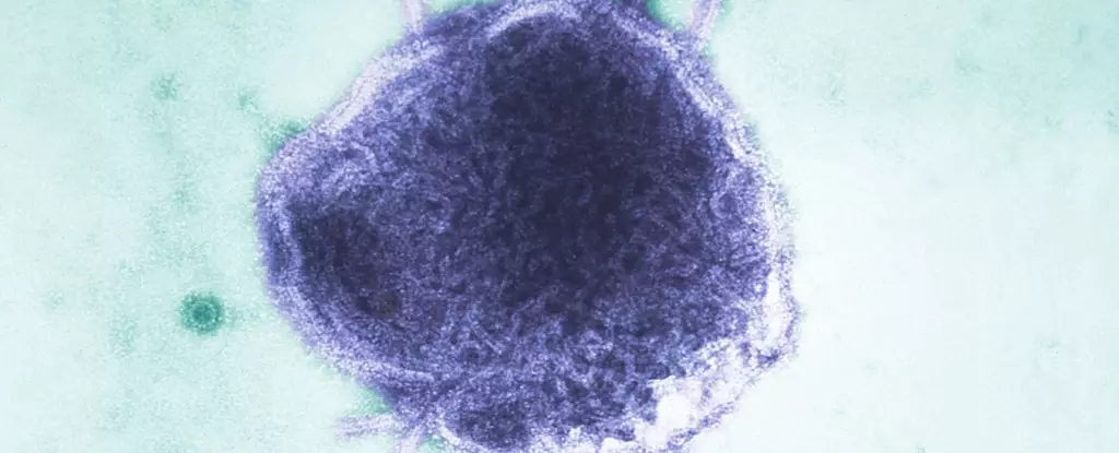 Reviving the Fight: Immunization and the Resurgence of Measles