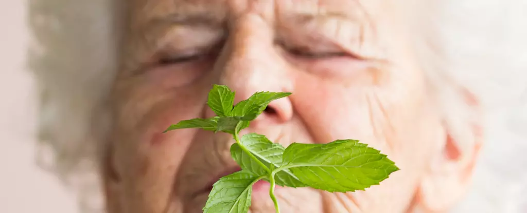 Harnessing Fragrance: The Revolutionary Role of Menthol in Alzheimer’s Research