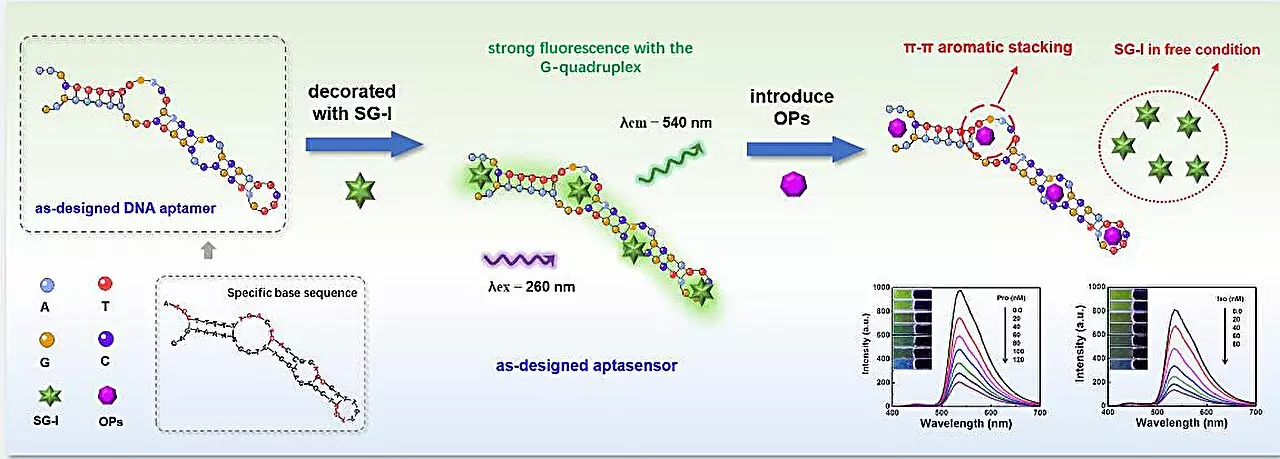 Revolutionary DNA-Based Sensor: A Game Changer in Detecting Pesticide Residues