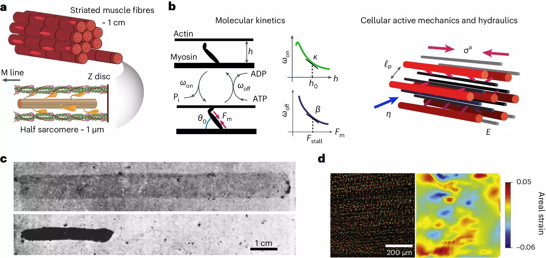 Revolutionary Insights: How Water Dynamics Influence Muscle Performance