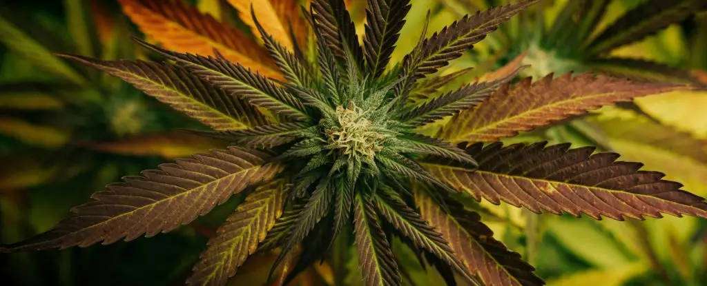 Revolutionary Healing: The Power of Cannabis Against Fungal Infections