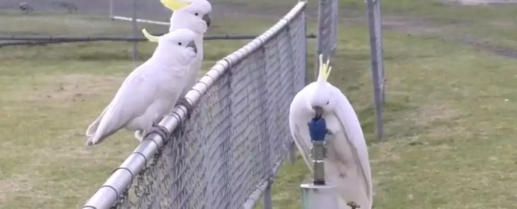 Ingenious Cockatoos: The Resourceful Birds Redefining Urban Social Life