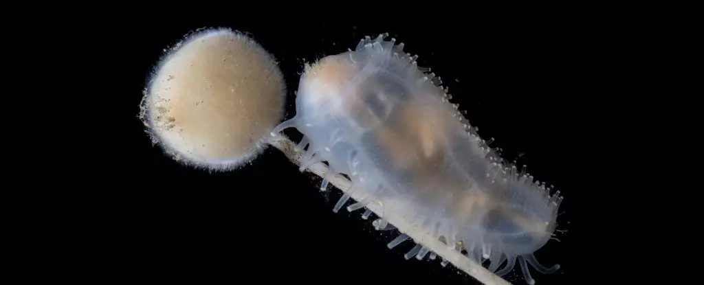 Unveiling the Wonders of the Abyss: The Incredible Discoveries of the Deep Ocean Expedition