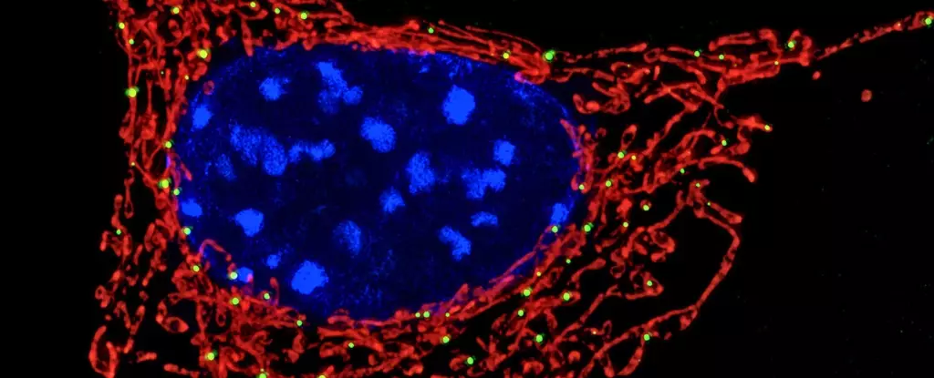 Unleashing the Mitochondrial Power: How Cellular Engines Command Our Immune Defense