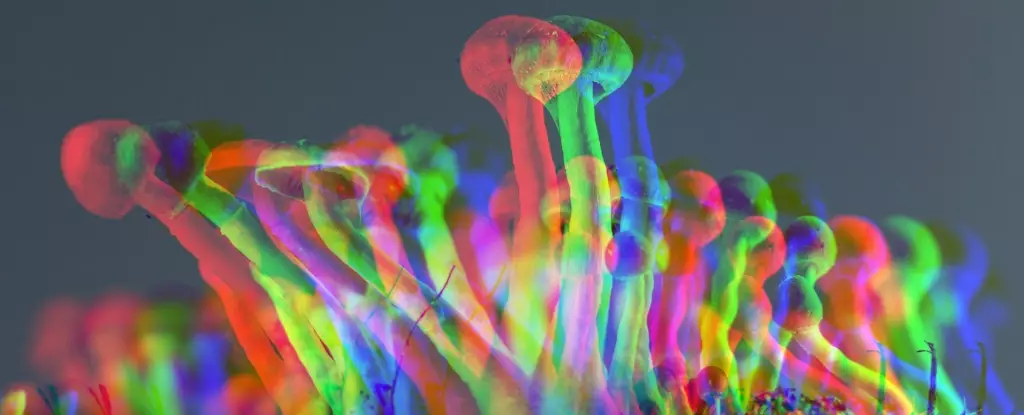 Revolutionizing Aging: How Psilocybin Could Unlock a Longer, Healthier Life