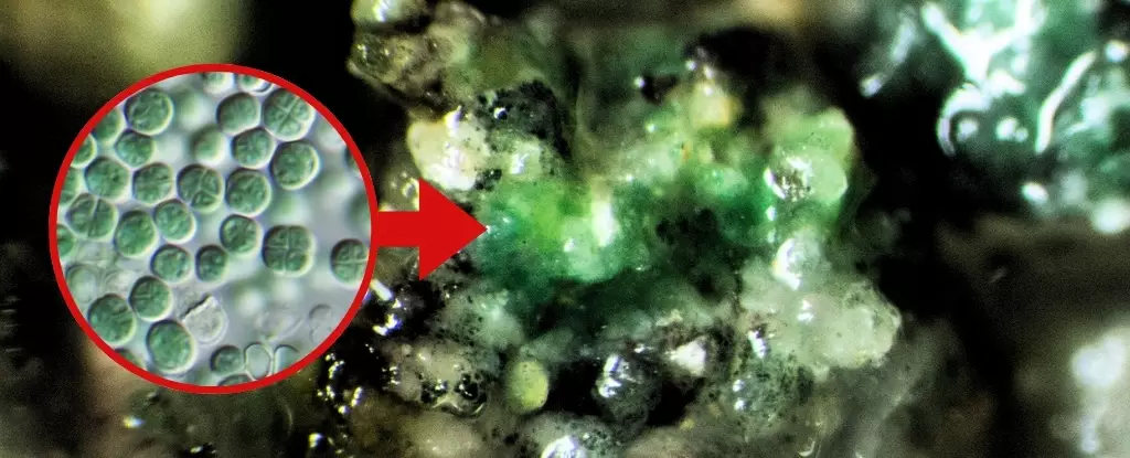 Harnessing Extremophiles: The Future of Life Beyond Earth
